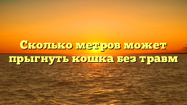 Сколько метров может прыгнуть кошка без травм