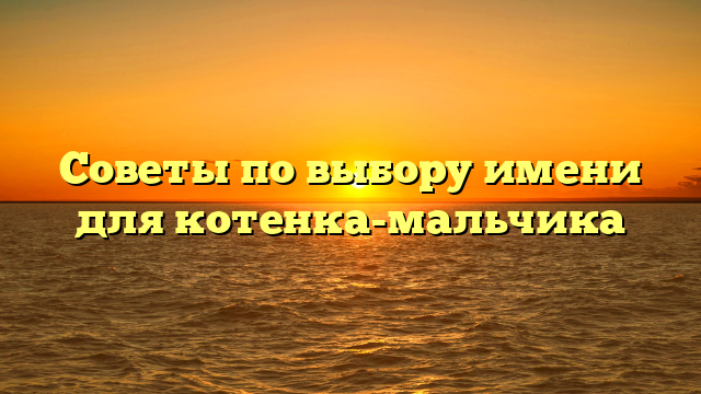 Советы по выбору имени для котенка-мальчика